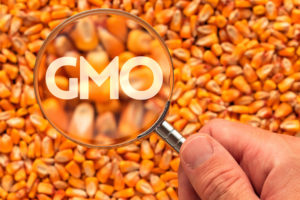 GMO Foods and Your Health: What You Need to Know