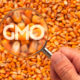 GMO Foods and Your Health: What You Need to Know